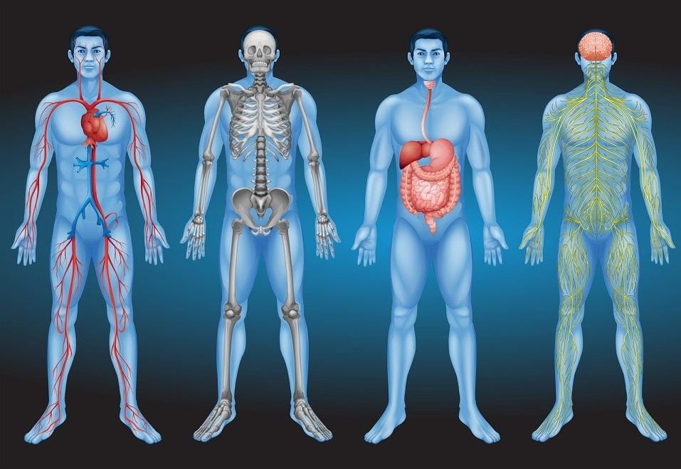 Sistemas del cuerpo
